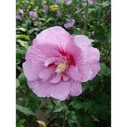 Hibiscus Syriacus 'Lavender Chiffon'