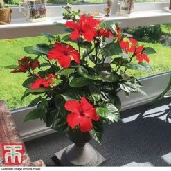 Hibiscus 'Festive Flair' - Gift -Greenworld Zone HIBI TG24284 D