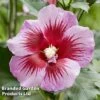 Hibiscus 'Flower Tower Purple'