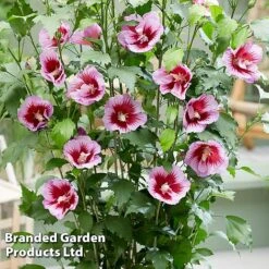 Hibiscus 'Flower Tower Purple' 6 Hibiscus 'Flower Tower Purple' -Greenworld Zone HIBI FTOWERPUR H43877