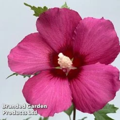 Hibiscus 'Flower Tower Collection' 7 Hibiscus 'Flower Tower Collection' -Greenworld Zone HIBI FTOWERRUB H438801