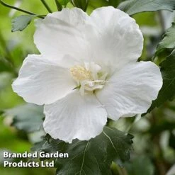 Hibiscus 'Flower Tower White' -Greenworld Zone HIBI FTOWERWHI H43884