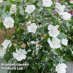 Hibiscus 'Flower Tower White' -Greenworld Zone HIBI FTOWERWHI H43885