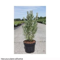 Hippophae Rhamnoides 'Hikul' 5 Hippophae Rhamnoides 'Hikul' -Greenworld Zone HIPP T66225 A h