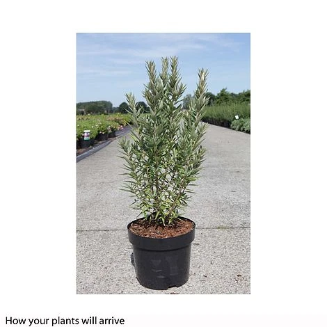 Hippophae Rhamnoides 'Hikul' 3 Hippophae Rhamnoides 'Hikul' - Image 3