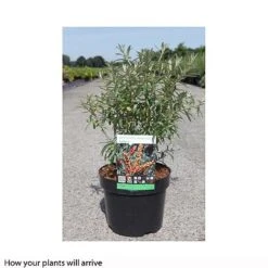 Hippophae Rhamnoides 'Leikora' 7 Hippophae Rhamnoides 'Leikora' -Greenworld Zone HIPP T66226 A h