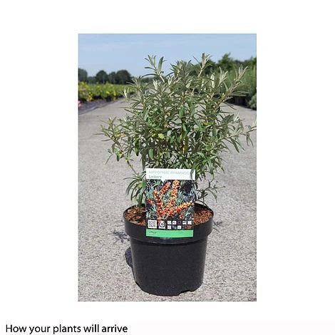 Hippophae Rhamnoides 'Leikora' 4 Hippophae Rhamnoides 'Leikora' - Image 4