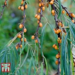 Hippophae Rhamnoides 'Leikora' 6 Hippophae Rhamnoides 'Leikora' -Greenworld Zone HIPP T66226 C