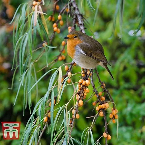 Hippophae Rhamnoides 'Leikora' 2 Hippophae Rhamnoides 'Leikora' - Image 2