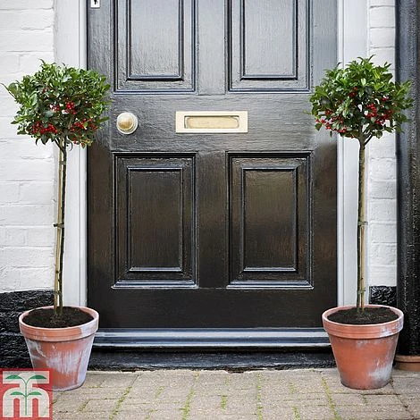 Holly 'Blue Maid' (Standard) 2 Holly 'Blue Maid' (Standard) - Image 2