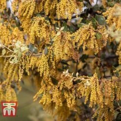 Quercus Ilex -Greenworld Zone HOLM T58266 C