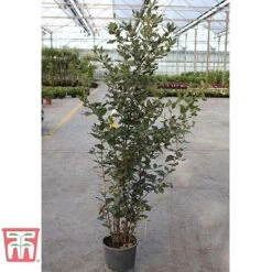 Quercus Ilex -Greenworld Zone HOLM T58266 D1