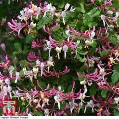 Honeysuckle 'Belgica' -Greenworld Zone HONE T58011 D