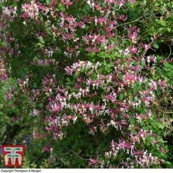 Honeysuckle 'Belgica' -Greenworld Zone HONE T58011 H