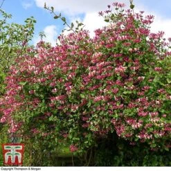 Honeysuckle 'Belgica' -Greenworld Zone HONE T58011 I