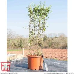 Honeysuckle 'Halliana' - Trellis -Greenworld Zone HONE WKB9249 F