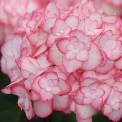 Hydrangea Macrophylla 'Miss Saori' -Greenworld Zone HYDR T56211 B h