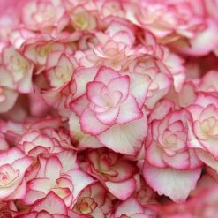 Hydrangea Macrophylla 'Miss Saori' -Greenworld Zone HYDR T56211 D h
