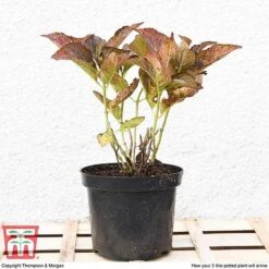 Hydrangea Macrophylla 'Miss Saori' -Greenworld Zone HYDR T56211 E