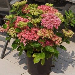 Hydrangea 'Princess Diana' 7 Hydrangea 'Princess Diana' -Greenworld Zone HYDR T79155 B1