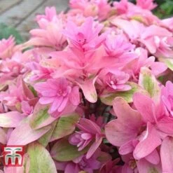 Hydrangea 'Princess Diana' 8 Hydrangea 'Princess Diana' -Greenworld Zone HYDR T79155 D