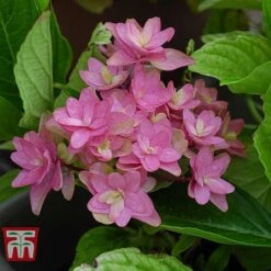 Hydrangea 'Princess Diana' 9 Hydrangea 'Princess Diana' -Greenworld Zone HYDR T79155 E
