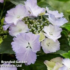 Hydrangea 'Angel Wings Blue' 7 Hydrangea 'Angel Wings Blue' -Greenworld Zone HYDR ANGELWING S35322