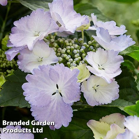 Hydrangea 'Angel Wings Blue' 3 Hydrangea 'Angel Wings Blue' - Image 3