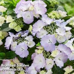 Hydrangea 'Angel Wings Blue' 8 Hydrangea 'Angel Wings Blue' -Greenworld Zone HYDR ANGELWING S35327