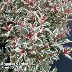 Hydrangea Serrata 'Euphoria Pink' 24 Hydrangea Serrata 'Euphoria Pink' -Greenworld Zone HYDR EUPHORIAP S47738