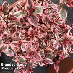 Hydrangea Serrata 'Euphoria Pink' 25 Hydrangea Serrata 'Euphoria Pink' -Greenworld Zone HYDR EUPHORIAP S47742