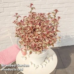 Hydrangea Serrata 'Euphoria Pink' 20 Hydrangea Serrata 'Euphoria Pink' -Greenworld Zone HYDR EUPHORIAP S49580