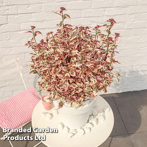 Hydrangea Serrata 'Euphoria Pink' 4 Hydrangea Serrata 'Euphoria Pink' - Image 4