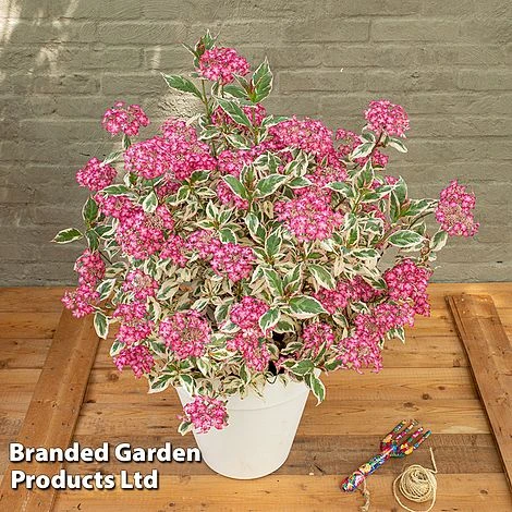 Hydrangea Serrata 'Euphoria Pink' 3 Hydrangea Serrata 'Euphoria Pink' - Image 3