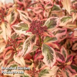 Hydrangea Serrata 'Euphoria Pink' 27 Hydrangea Serrata 'Euphoria Pink' -Greenworld Zone HYDR EUPHORIAP S49583