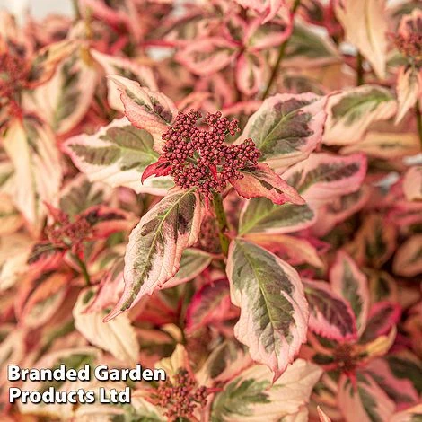 Hydrangea Serrata 'Euphoria Pink' 11 Hydrangea Serrata 'Euphoria Pink' - Image 11