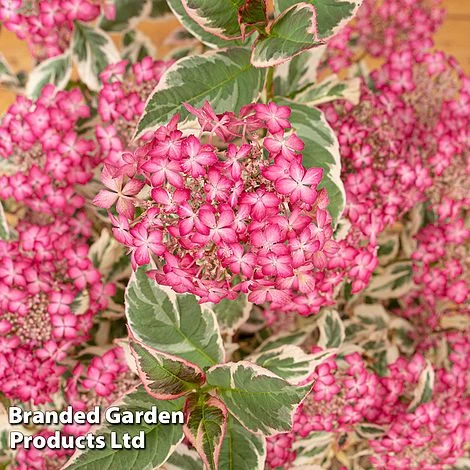 Hydrangea Serrata 'Euphoria Pink' 6 Hydrangea Serrata 'Euphoria Pink' - Image 6