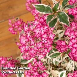 Hydrangea Serrata 'Euphoria Pink' 28 Hydrangea Serrata 'Euphoria Pink' -Greenworld Zone HYDR EUPHORIAP S49586