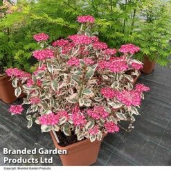 Hydrangea Serrata 'Euphoria Pink' 31 Hydrangea Serrata 'Euphoria Pink' -Greenworld Zone HYDR EUPHPINK T44127