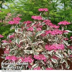 Hydrangea Serrata 'Euphoria Pink' 32 Hydrangea Serrata 'Euphoria Pink' -Greenworld Zone HYDR EUPHPINK T44128