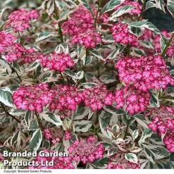 Hydrangea Serrata 'Euphoria Pink' 33 Hydrangea Serrata 'Euphoria Pink' -Greenworld Zone HYDR EUPHPINK T44130