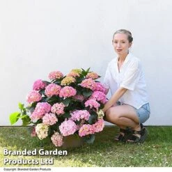 Hydrangea Macrophylla 'Pink' -Greenworld Zone HYDR MACPINK7L T50414