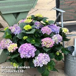 Hydrangea Macrophylla 'Blue' 8 Hydrangea Macrophylla 'Blue' -Greenworld Zone HYDR MACRBLUE S50294