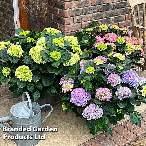 Hydrangea Macrophylla 'Blue' 2 Hydrangea Macrophylla 'Blue' - Image 2