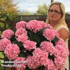 Hydrangea Macrophylla 'Pink' -Greenworld Zone HYDR MACRPINK S50284