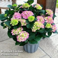 Hydrangea Macrophylla 'Pink' -Greenworld Zone HYDR MACRPINK S50285