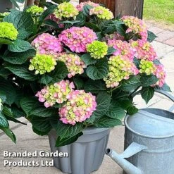 Hydrangea Macrophylla 'Pink' -Greenworld Zone HYDR MACRPINK S50286
