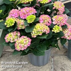 Hydrangea Macrophylla 'Pink' -Greenworld Zone HYDR MACRPINK S50287