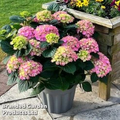Hydrangea Macrophylla 'Pink' -Greenworld Zone HYDR MACRPINK S50289