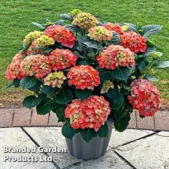 Hydrangea Macrophylla 'Red'